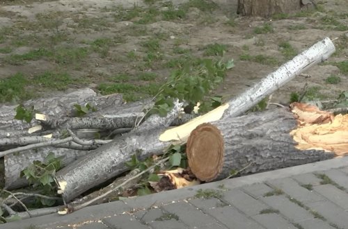 Qaraçuxurda ağac yola aşdı: Hərəkət məhdudlaşdı - FOTO