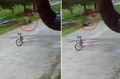 Aqressiv eşşək 5 yaşlı uşağın kabusuna çevrildi