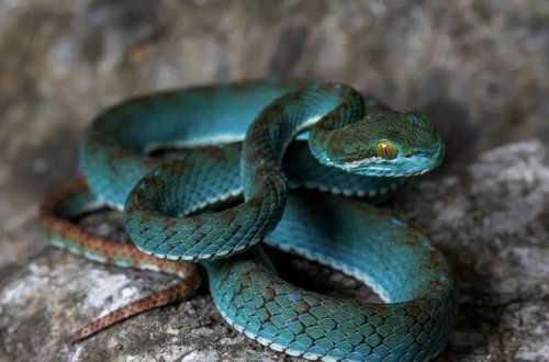 Kambocada əvvəllər araşdırılmamış mağaralarda uçan ilanlar və gürzələr kəşf edildi