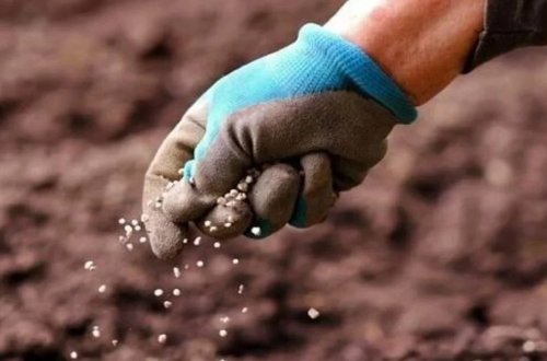 Rusiya gübrələrlə bağlı ixrac qadağasını uzatdı