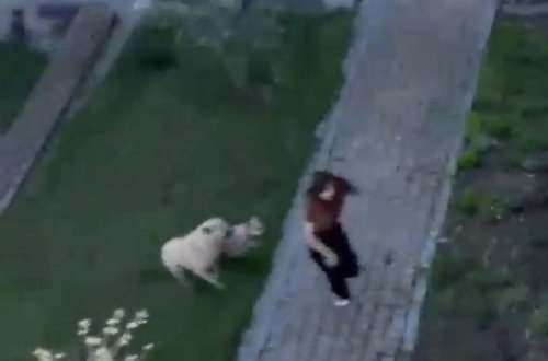 UNEC-in həyətində tələbəyə sahibsiz it hücum ETDİ - ANBAAN VİDEO