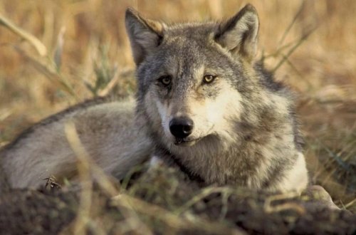 Qadın alış-veriş edərkən canavarın hücumuna məruz qalıb
