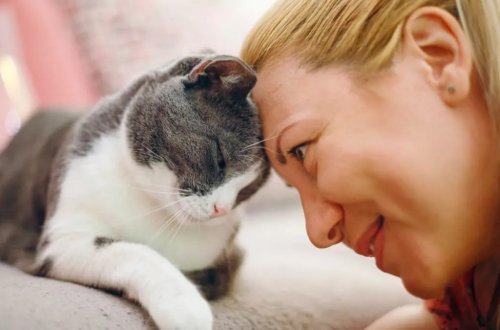 Heyvanlar üçün xüsusi kanal açıldı