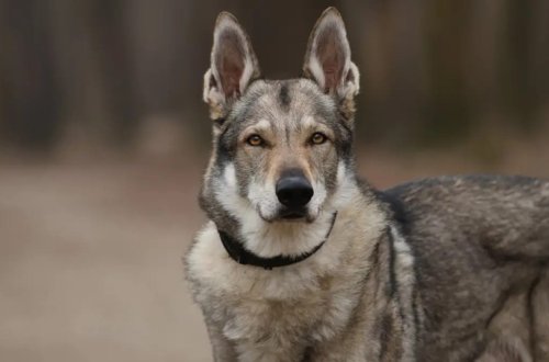 Ən qədim it DNT-si Türkiyədə tapılıb