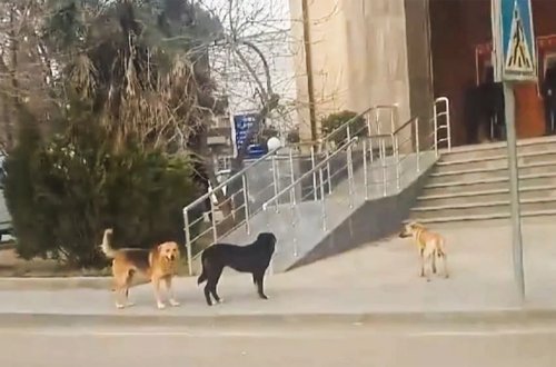 15 gündə 26 nəfəri it dişləyib - 9-u uşaqdır