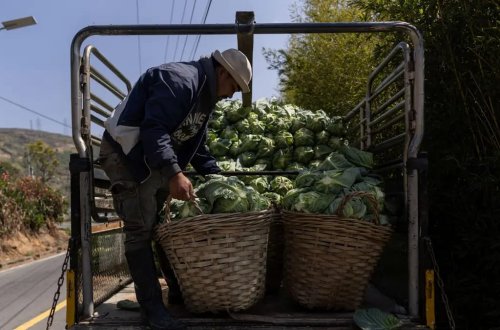 Kələmlərin altından tonlarla narkotik tapılıb