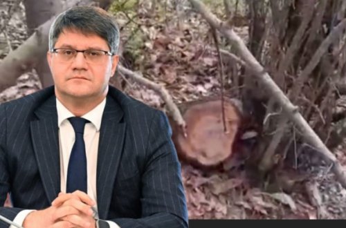 Masallıda “Yaşıl Soyqırım”: 4 saylı meşə zolağı talan edilir – kim məsuliyyət daşıyır?