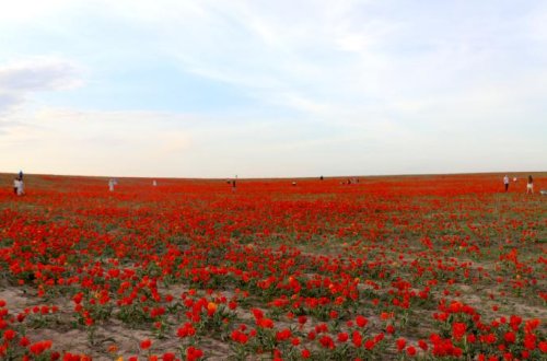 Qazaxıstanda qorunan çöl lalələri ətrafı qırmızı rəngə boyayıb