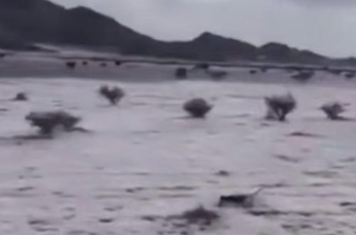 Səudiyyə Ərəbistanında doludan sonra səhralar ağarıb