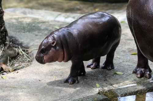 Pablo Eskobarın begemotları öldürüləcək
