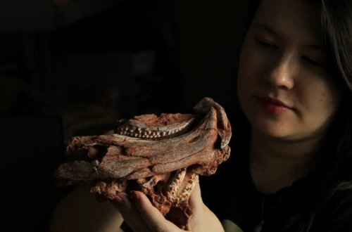 Braziliyada tutuquşu dimdikli sürünən tapılıb