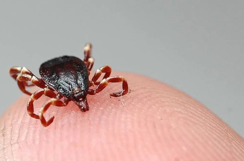 Temperatur yüksəldi, gənə mövsümü başladı