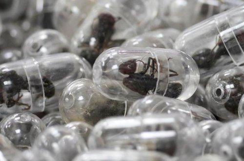 Çamadanda 2200 canlı qarışqa tapılıb