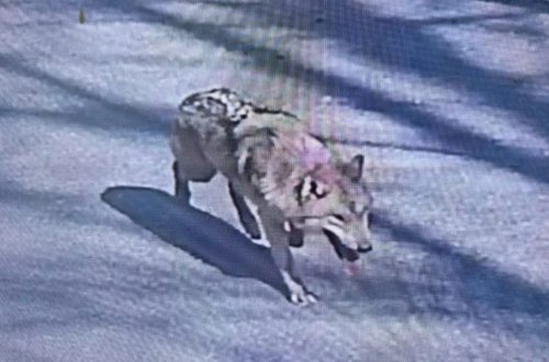 Günlərlə ölkəni səfərbər edən canavar ələ keçirilib