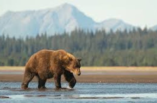Alyaskada ayı iki hərbçiyə hücum edib