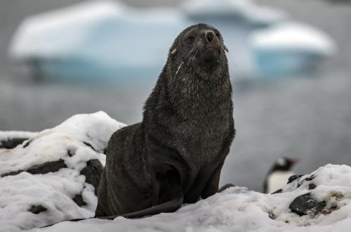 İkonik Antarktika növləri yox olmaq astanasındadır