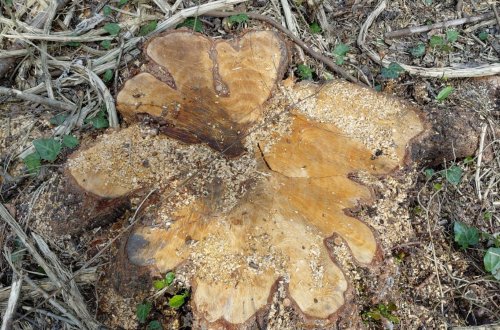 Oğuzda qanunsuz ağac kəsən 3 nəfər saxlanıldı