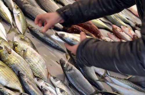 Xaricdən kiloqramı 2 manata alınan balıq niyə 35 manata satılır? - VİDEO