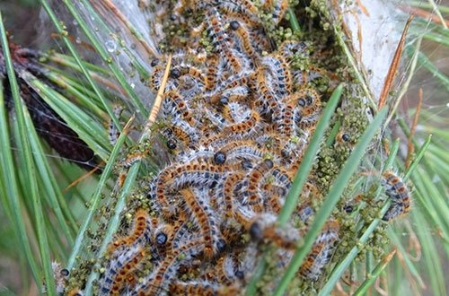 İstanbulu böcək basdı - Təhlükə böyüyür
