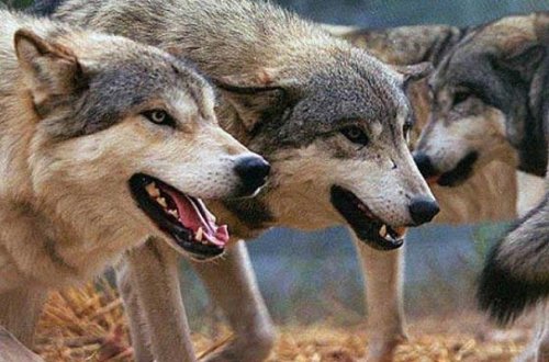 İmişlidə canavarlar kəndə hücum ediblər