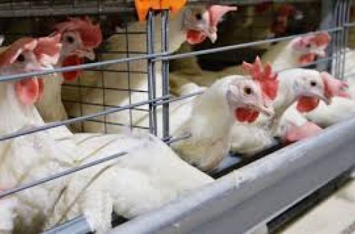 Yaponiyada 200 mindən çox toyuq məhv edilir - SƏBƏB