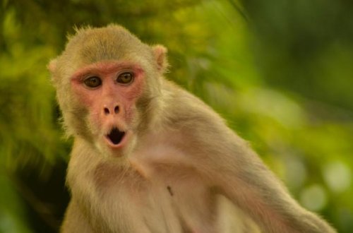 Hörmüz boğazına gedən gəmidə olan ABŞ əsgəri meymun hücumuna məruz qalıb