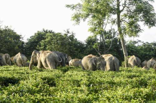 Afrikada filin hücumu nəticəsində milyonçu ovçu həlak olub