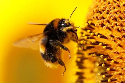 Araşdırma: Arılar həqiqətən saya bilir