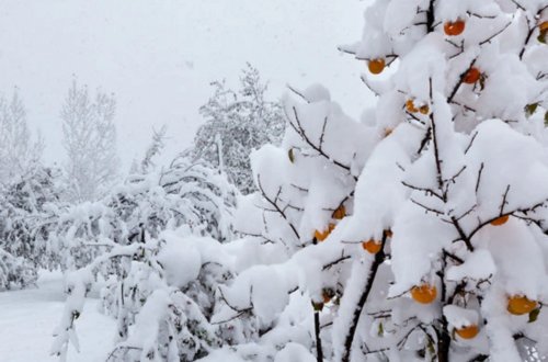 Bu ərazilərə qar yağır - FAKTİKİ HAVA