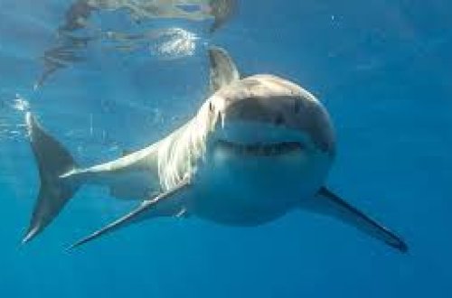 Kaliforniya köpəkbalıqlarının hücumuna məruz qala bilər