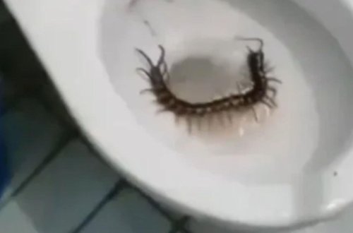 Otel tualetindən nəhəng məxluq çıxdı
