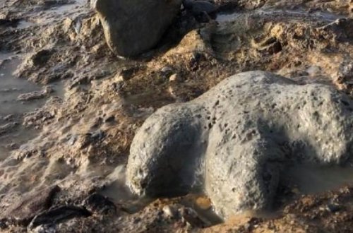 Taylandda yeni dinozavr növünün qalıqları tapılıb