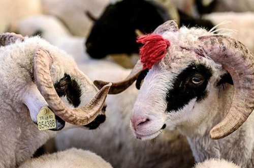 Qurban bayramı ilə bağlı qaydalar açıqlandı