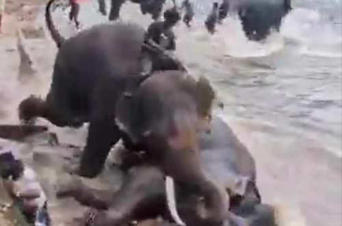 Hindistanda fillər bir turisti öldürüb