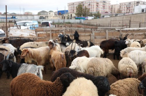 Vəhşi heyvanlar kəndə hücum etdi - 30 min manatlıq zərər