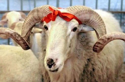 Qurban kəsimi rəsmən qadağan edildi - Bu ölkədə