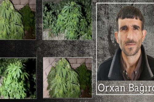 Salyanda 27 kiloqram narkotik dövriyyədən çıxarılıb