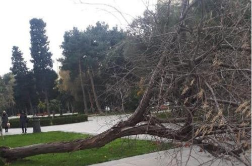 Külək nəticəsində Bakıda 41 ağac sınıb