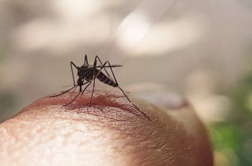 Gürcüstanda təhlükəli virus aşkarlandı