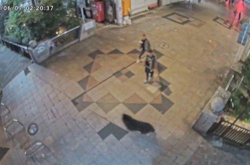 Yaponiyada itmiş ayının axtarışları davam edir: 94 məktəb bağlanıb