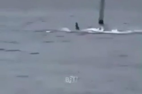 Hərbi Dəniz Qüvvələrinin şəxsi heyəti çimərkən köpək balığının hücumuna məruz qalıb