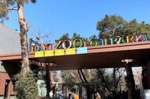 Bu qurum 350 min manatlıq siçan aldı