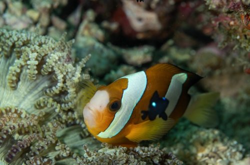 Sipadan adasının zəngin sualtı həyatı lentə alınıb