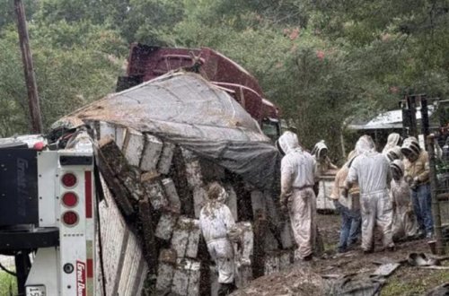 Texasda arı yüklü yük maşını aşıb