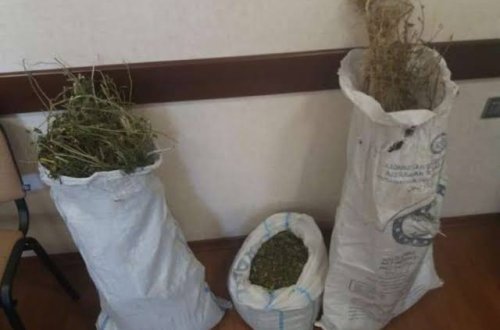 İsmayıllıda meşədə külli miqdarda narkotik aşkarlanıb