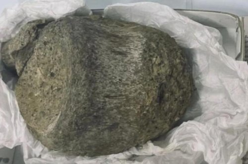 Çəkməcədə unudulan qalıqlar Antarktidanın ilk dinozavrı oldu
