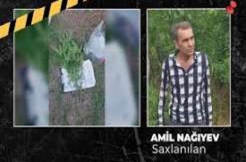 Ağsuda çətənə kolu yetişdirən şəxs həbs olunub