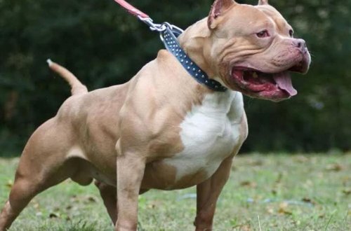 Almaniyada pitbul hücumu: 4 yaşlı qız həyatını itirdi