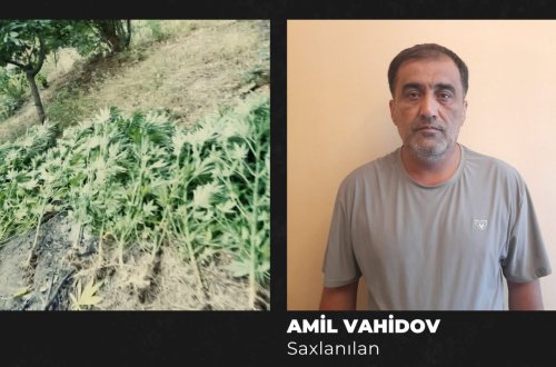 Göyçayda həyətində çətənə kolu yetişdirən şəxs tutuldu