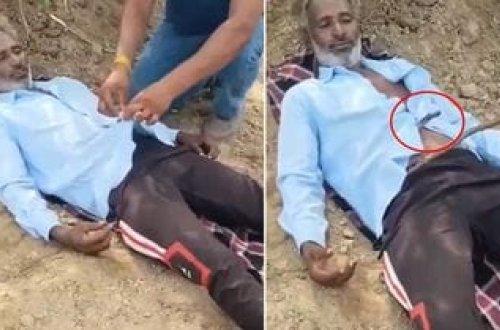 Kobra tarlada yatan fermerin köynəyinin içinə girdi
